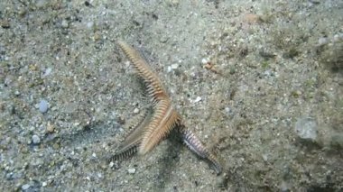 Küçük deniz yıldızı