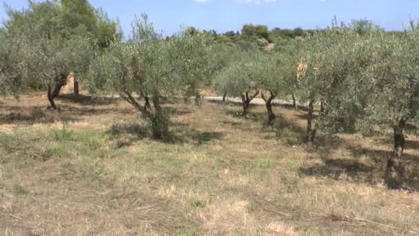 Оливковая роща — стоковое видео