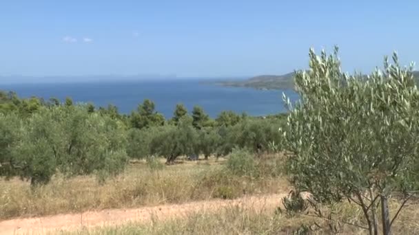 Olive Grove overlooking a blue sea — Stock Video