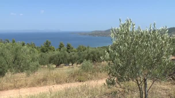 Оливковая роща с видом на синее море — стоковое видео