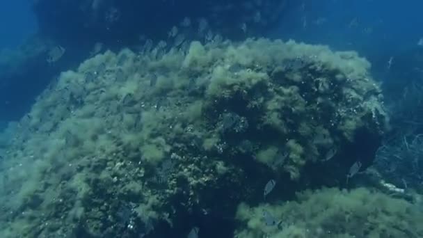 海鲷暗沙 — 图库视频影像