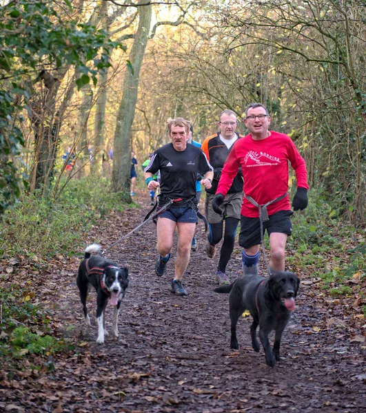 Men and Dogs — Stock Photo, Image