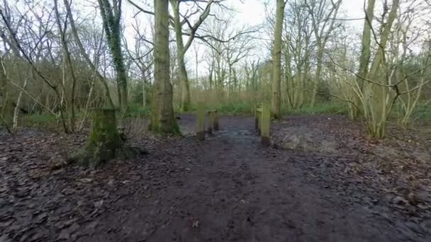 Caminar por el bosque — Vídeo de stock