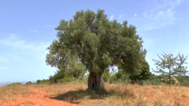 Ağustosböceği ve zeytin ağacı