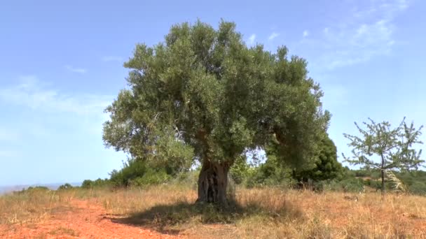 Цикада и оливковое дерево — стоковое видео