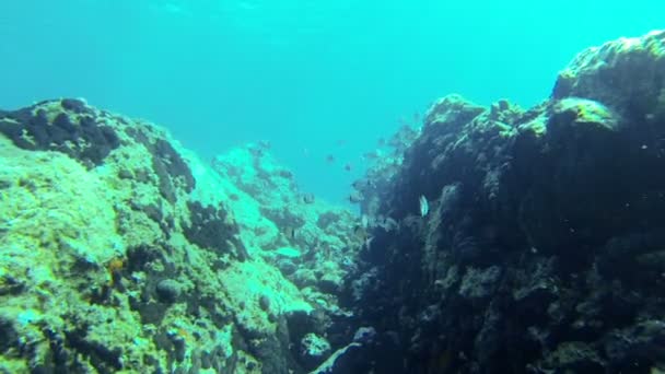 Shoal de Seabream — Vídeo de stock