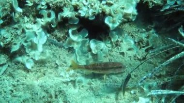 Balık yiyecek arayan