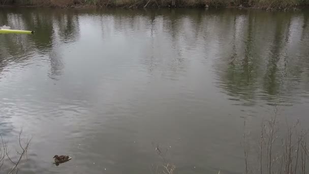 Vrouwelijke roeiers op een rivier — Stockvideo