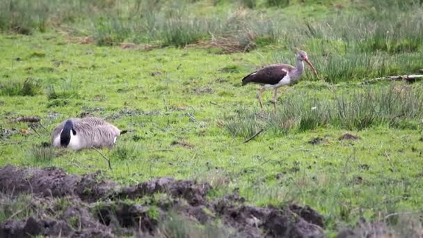 Ibis and a Goose — Stock Video