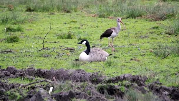 Ibis and a Goose — Stock Video