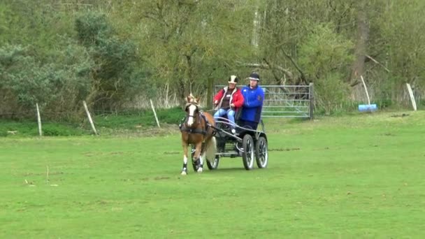 Caballo y carroza — Vídeo de stock