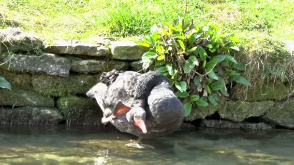 Schwarzer Schwan — Stockvideo