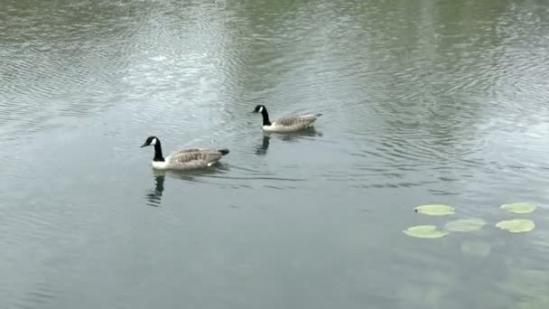 Canada Geese — Stock Video