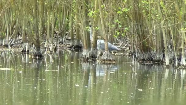 Grey Heron — Stock Video