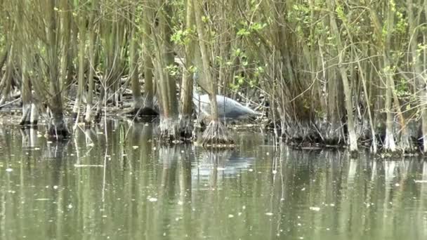 Heron in the Trees — Stock Video