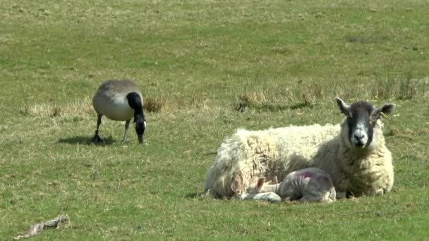 Гусь и овцы — стоковое видео