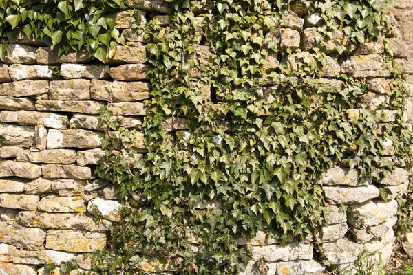 Ivy muur — Stockfoto