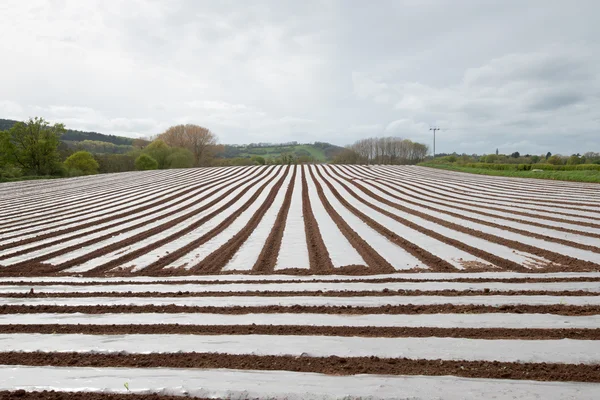 Righe di Polytunnels — Foto Stock