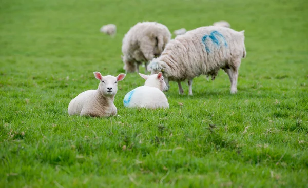 Kudde schapen — Stockfoto