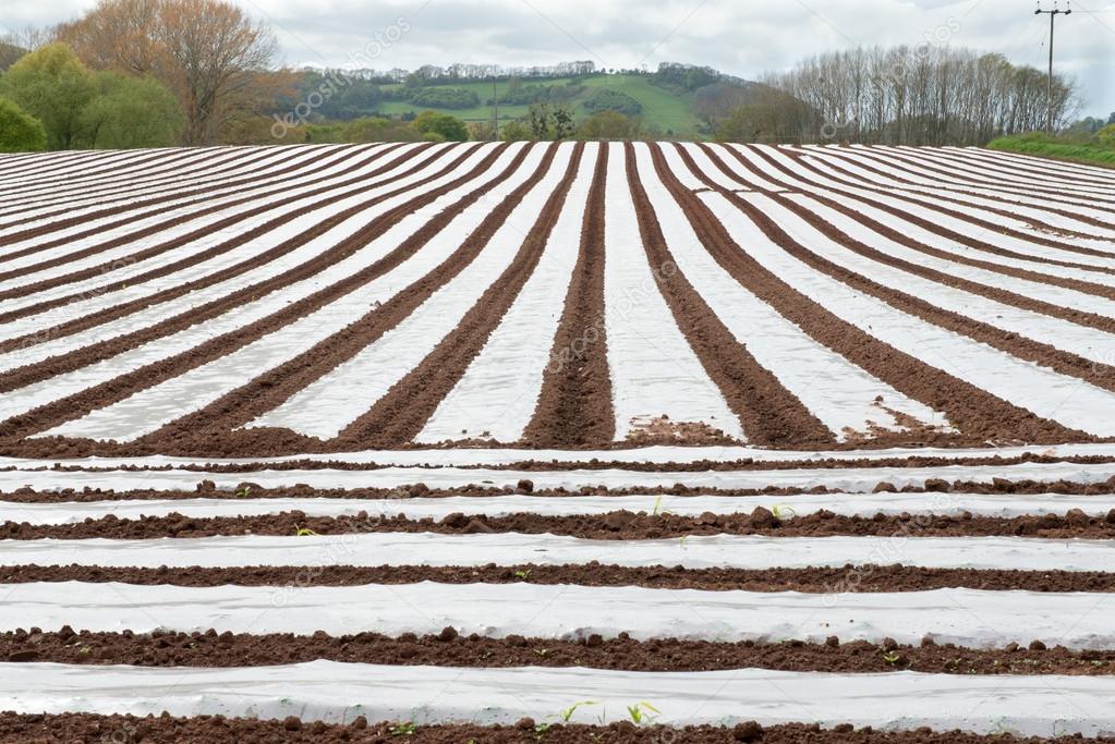 Field of Polytunnels