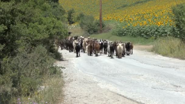 Manada de cabras en movimiento — Vídeo de stock