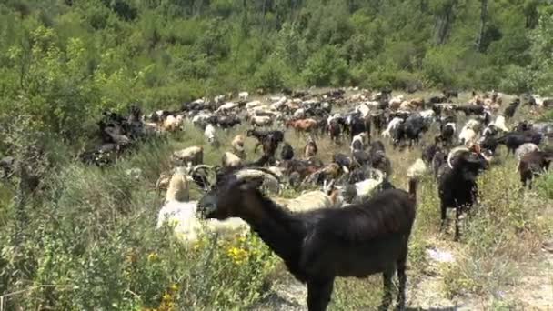 Manada de cabras . — Vídeo de stock