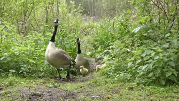 Familie der Kanadagänse . — Stockvideo