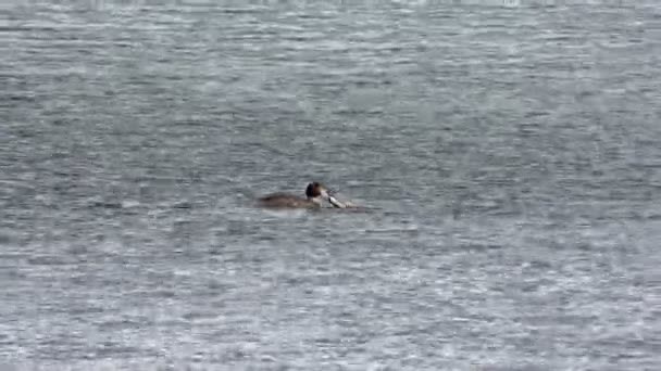 Grande Grebe Crested . — Video Stock