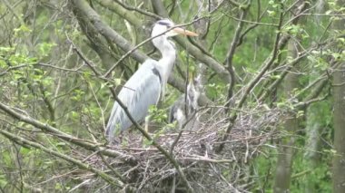 Heron ve civcivler.