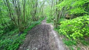 Ağaç kaplı patika.