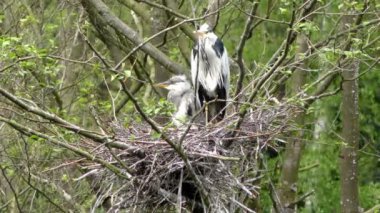 Gri balıkçıl ve civcivler.