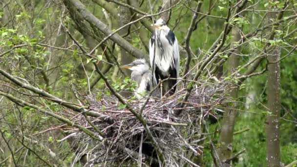 Grey Heron and Chicks. — Stock Video