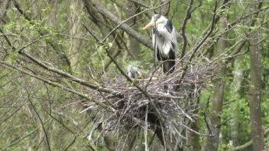 Gri balıkçıl civciv besleme.