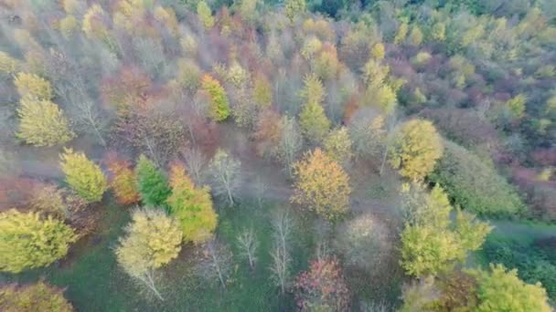 Kleurrijke herfst bomen. — Stockvideo