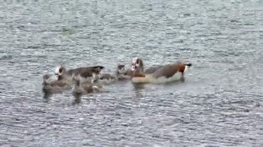 Mısır kazlar ailesi.