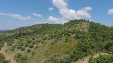 Zeytin ağaçları ve deniz.