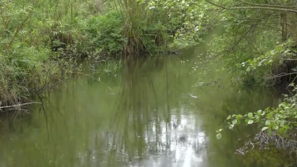 Regen op een rivier. — Stockvideo