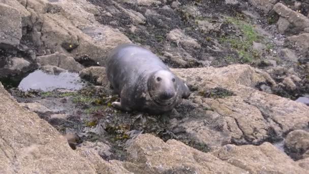 灰色的海豹在岩石上休息 — 图库视频影像