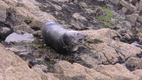 Серый тюлень отдыхает — стоковое видео