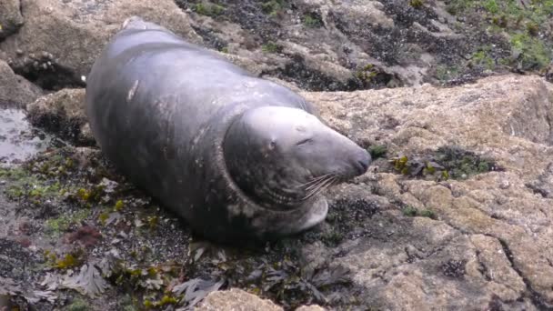 Реставрация серого тюленя — стоковое видео