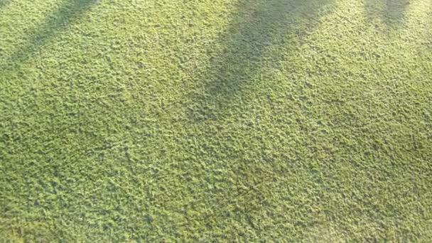 Herbe vue sur le terrain 