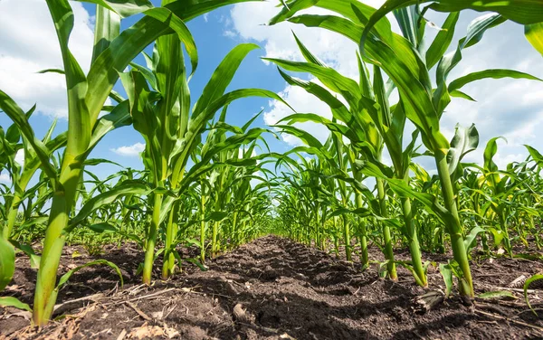 Özel bir tarlada filizlenmiş yeşil mısırlar.