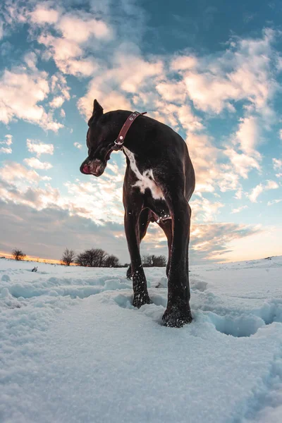 Большая Собака Бегает Снегу Зимой Великий Датчанин Исследует Снежное Поле — стоковое фото