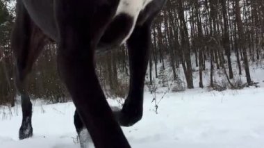 Büyük bir köpek kışın karda koşar, Büyük Danua karlı bir tarlayı keşfeder.