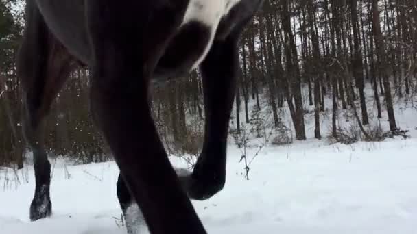 Een Grote Hond Loopt Sneeuw Winter Great Dane Verkent Een — Stockvideo