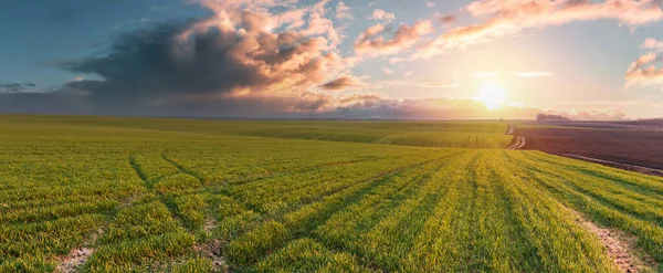 Grande Campo Fazenda Verde Terra Agrícola Contra Pano Fundo Pôr — Fotografia de Stock