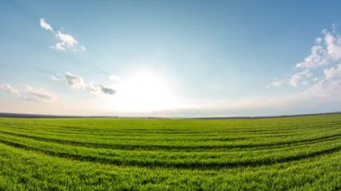 Geniş bir tarla üzerinde taze buğday filizleri. Geleceğin buğday hasadı açık bir günde küçük bulutlarla