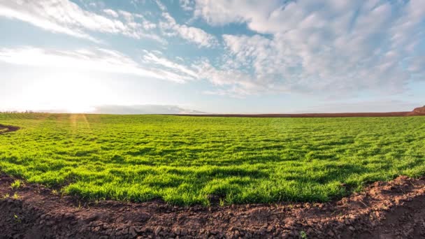 Brotes Trigo Joven Pequeño Campo Agrícola Cosecha Futura Trigo Día — Vídeos de Stock