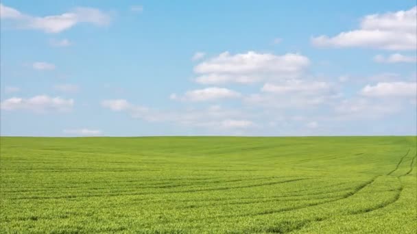 Weizen Sprießt Auf Einem Hügeligen Feld Wolken Werfen Schatten Auf — Stockvideo