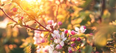 Gün batımında bahçede çiçek açan meyve ağacı.